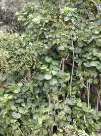 Shield aralia