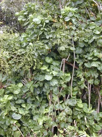 Shield aralia