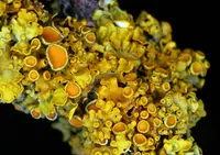 orange wall lichen (Xanthoria parietina) plant