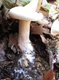 robust clitocybe