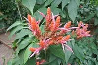 Aphelandra sinclairiana (Aphelandra sinclairiana) plant