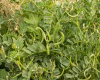 Astragalus crenatus