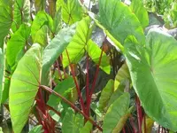 Elephant's Ear