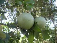 black monkey orange (Strychnos madagascariensis) plant