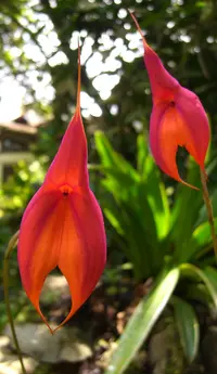 Veitch's Masdevallia