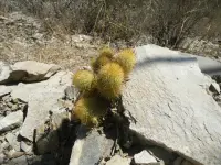 Mammillaria elongata
