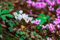 Cyclamen persicum