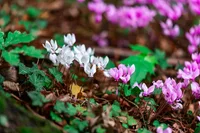 Cyclamen persicum