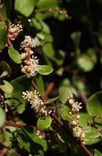 Maidenhair vine (Muehlenbeckia complexa) plant
