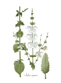 silver sage
