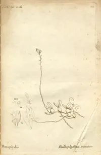 Bulbophyllum minutum