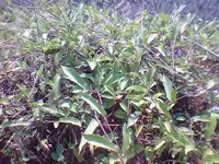 Aristolochia indica