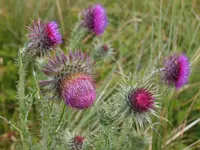 Musk Thistle