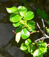 cluster rose