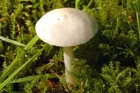 bearded dapperling (Cystolepiota seminuda) plant