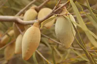 sandplain woody pear (Xylomelum angustifolium) plant