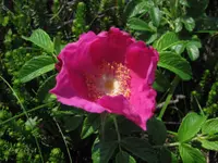 Beach Rose
