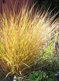 New Zealand Wind Grass