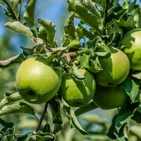 Malus domestica 'Granny Smith' apple