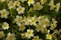 Primrose