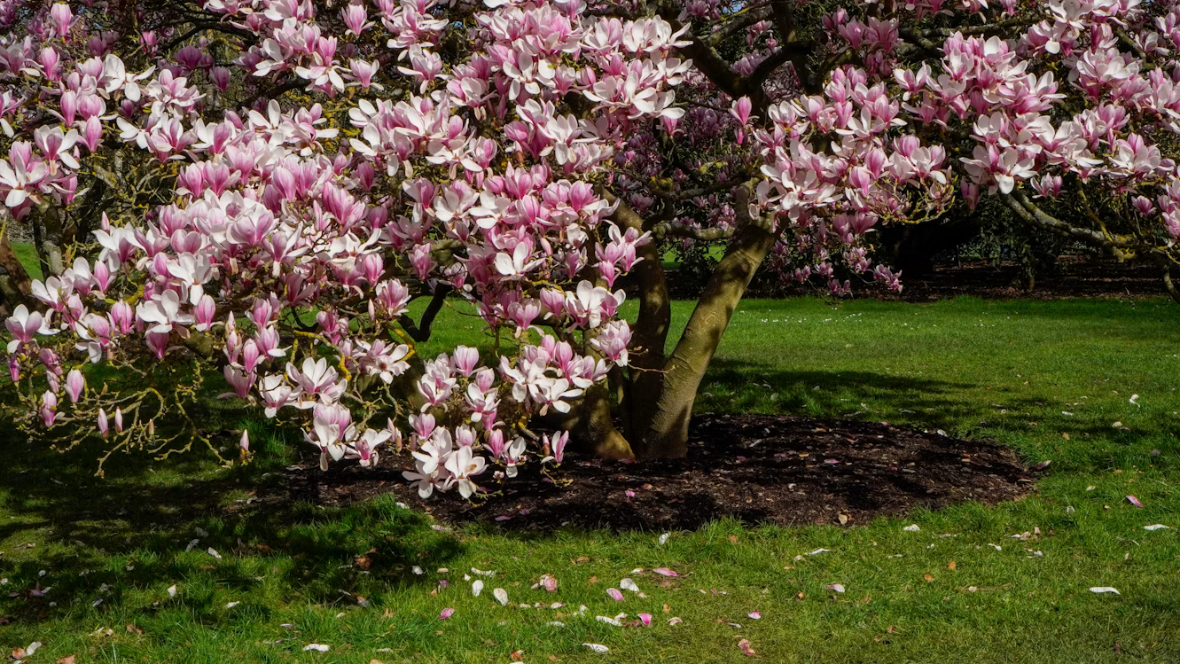 Best Small Trees for Front Yard - Dwarf Magnolia