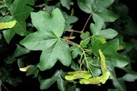 Field Maple