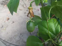 Herbert's Passionfruit