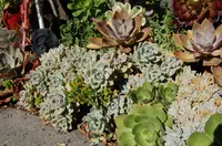 Ghost-plant (Graptopetalum paraguayense) plant