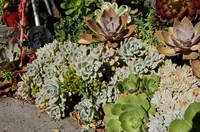 Ghost-plant (Graptopetalum paraguayense) plant