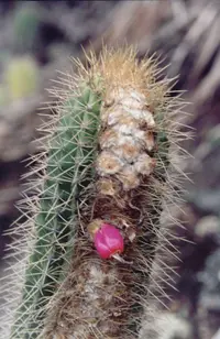 Coleocephalocereus fluminensis (Coleocephalocereus fluminensis) plant