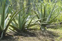 Aloe in the garden