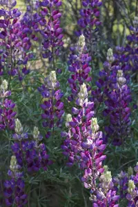silver lupine