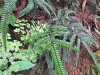 pyramid maidenhair