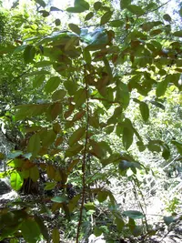 satinleaf (Chrysophyllum oliviforme) plant