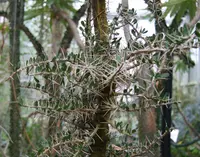 Alluaudia comosa