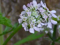 Flat-fruited Orlaya (Orlaya daucoides) plant