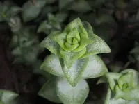 String of Buttons