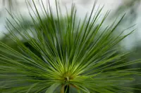 Cyperus papyrus leaf