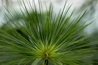 Cyperus papyrus leaf