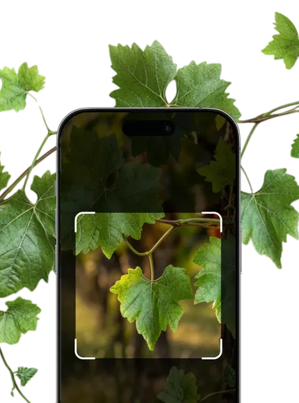 Vine Identifier – Hero Mobile