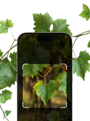 Vine Identifier – Hero Mobile