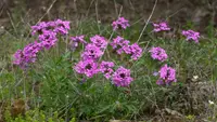 rose mock vervain