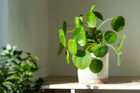 Pilea peperomioides at home