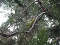 Tillandsia brachycaulos