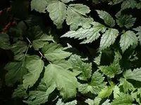 Actaea cordifolia