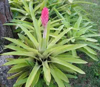 Quesnelia quesneliana