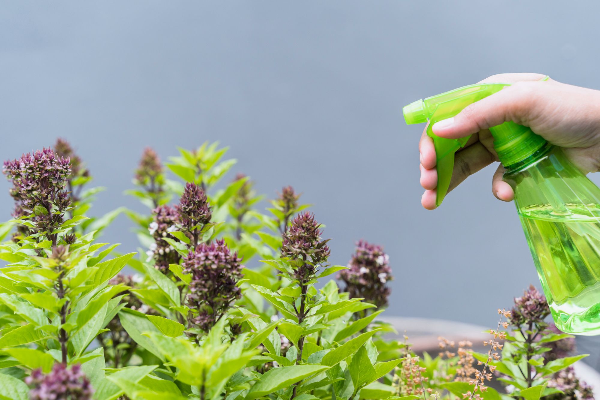 Humidity Methods That Work Best - Mist Plants Carefully