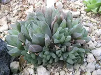 Haworthia cooperi var. pilifera