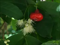 watery roseapple