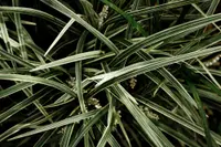 Arundo plant